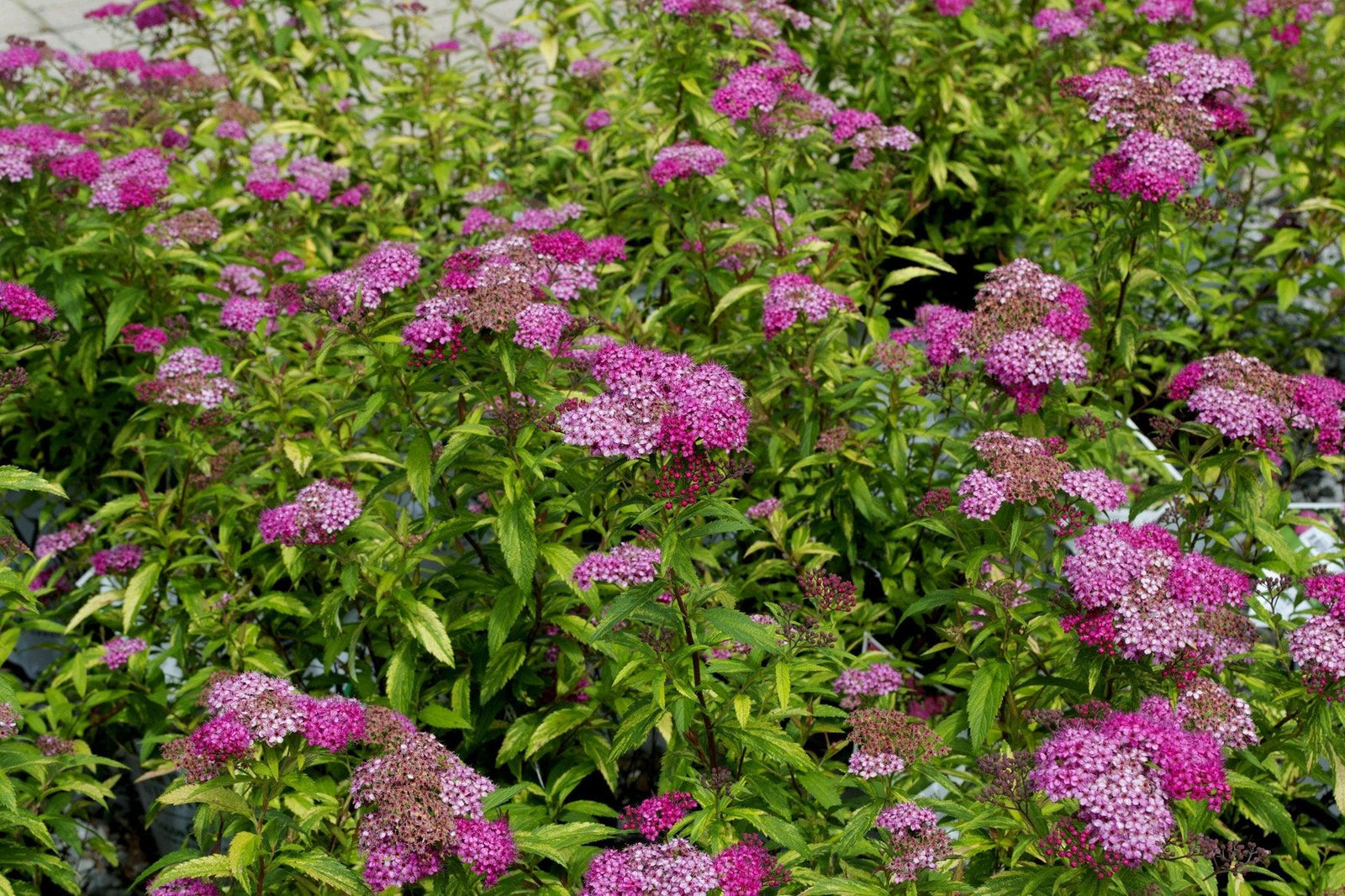 Double Play® Painted Lady® Spirea PW®