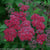 Double Play® Red Spirea PW®