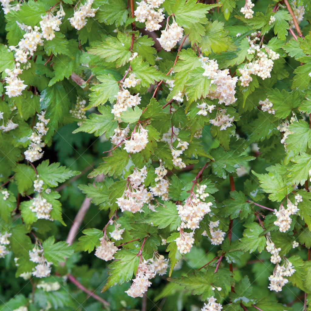 Crisp Cutleaf Stephanandra