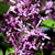 Bloomerang - Dark Purple Reblooming Lilac PW