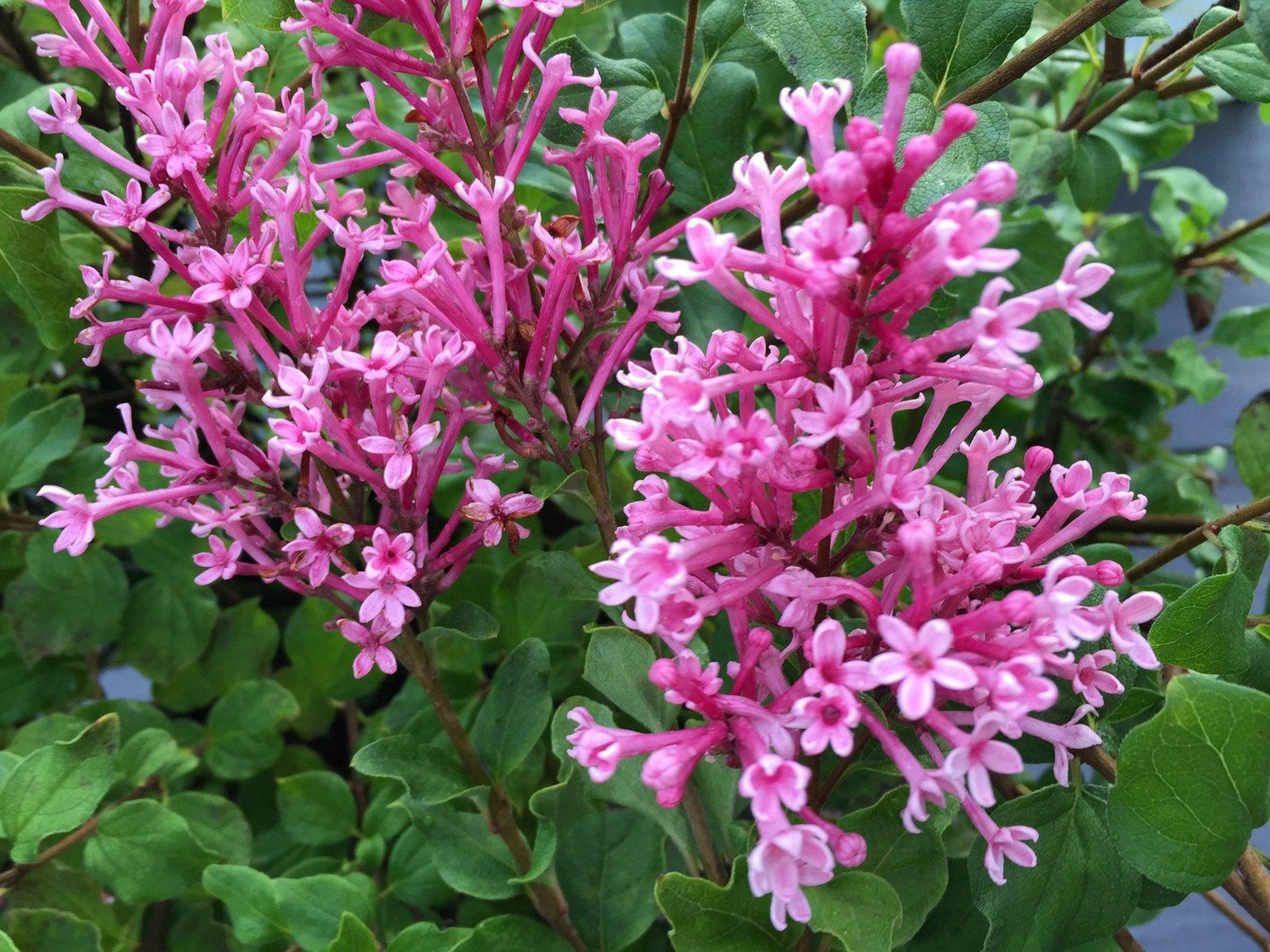 Dwarf Pink Bloomerang® PW®