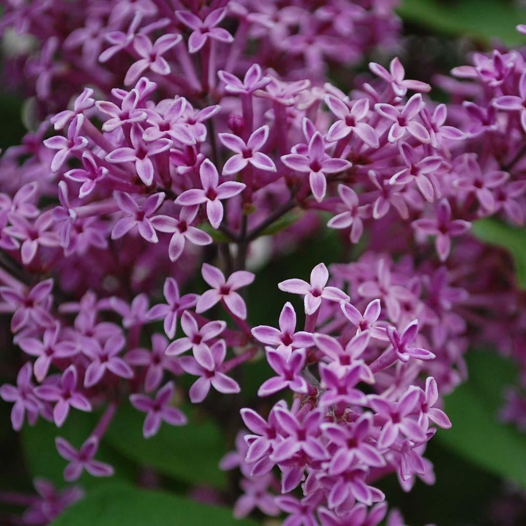 Bloomerang - Dwarf Purple Lilac PW