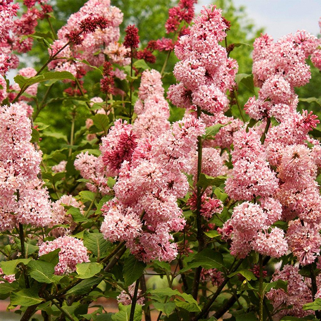 Miss Canada Preston Lilac # 3 Container
