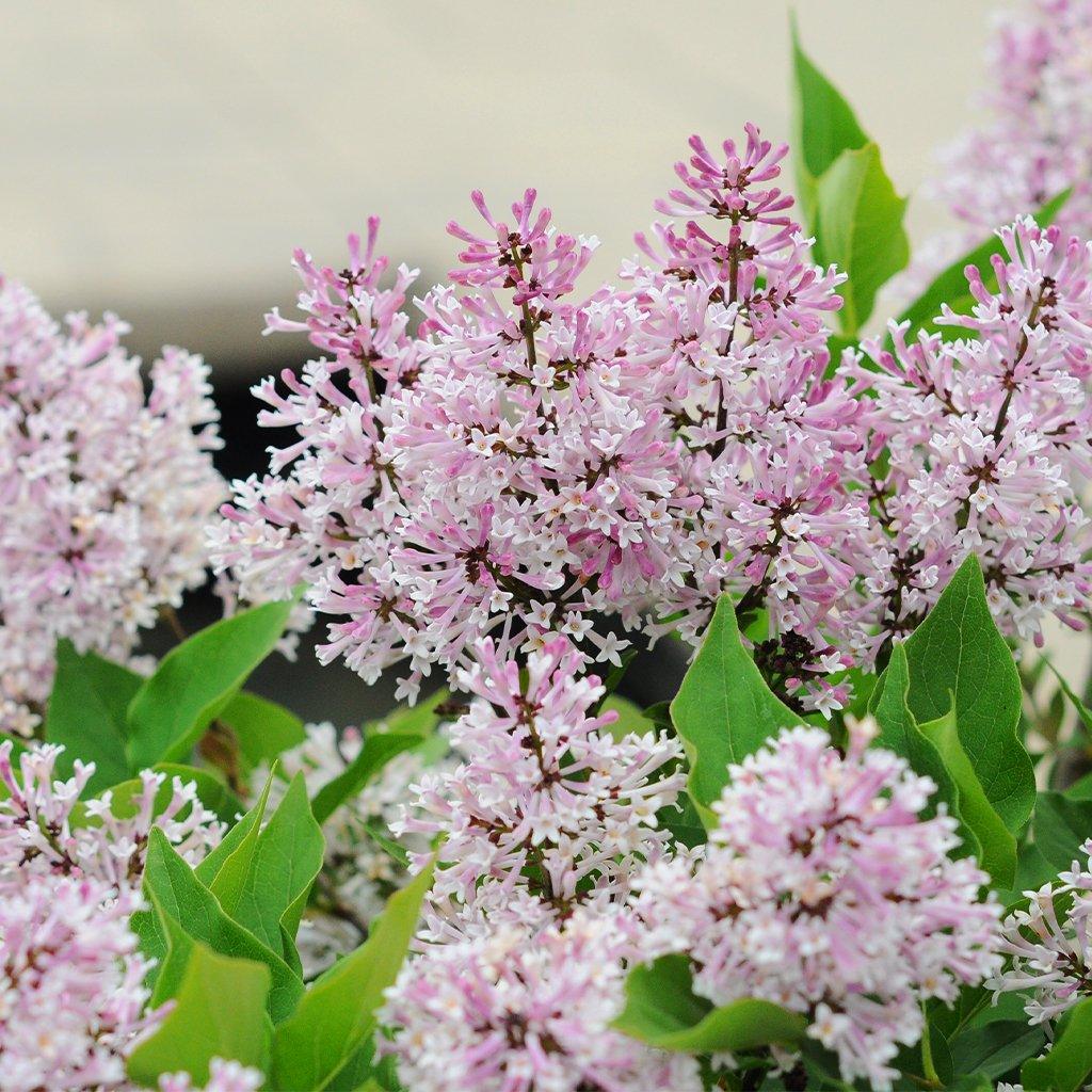 Miss Kim Manchurian Lilac # 3 Container