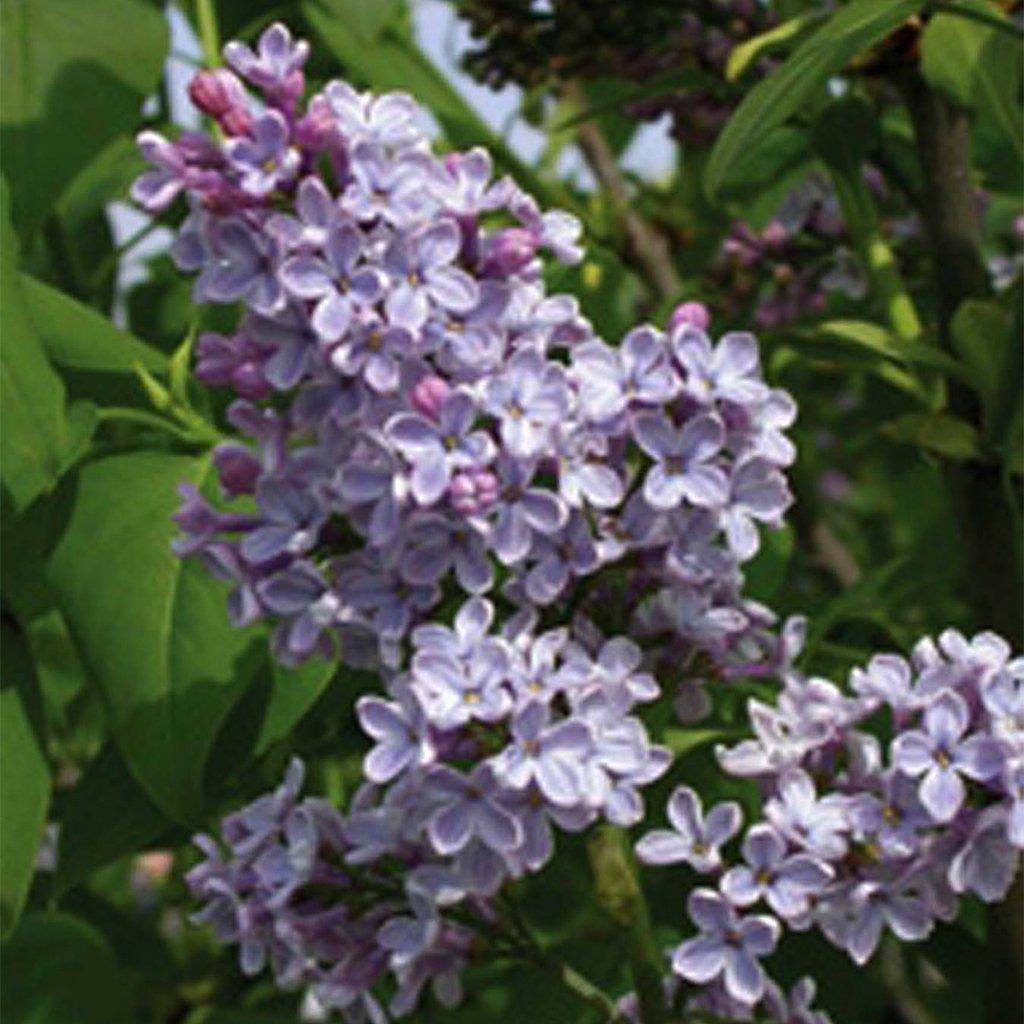 Royalty Preston Lilac  # 3 Container