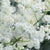 Ivory Silk® Japanese Tree Lilac (Shrub)
