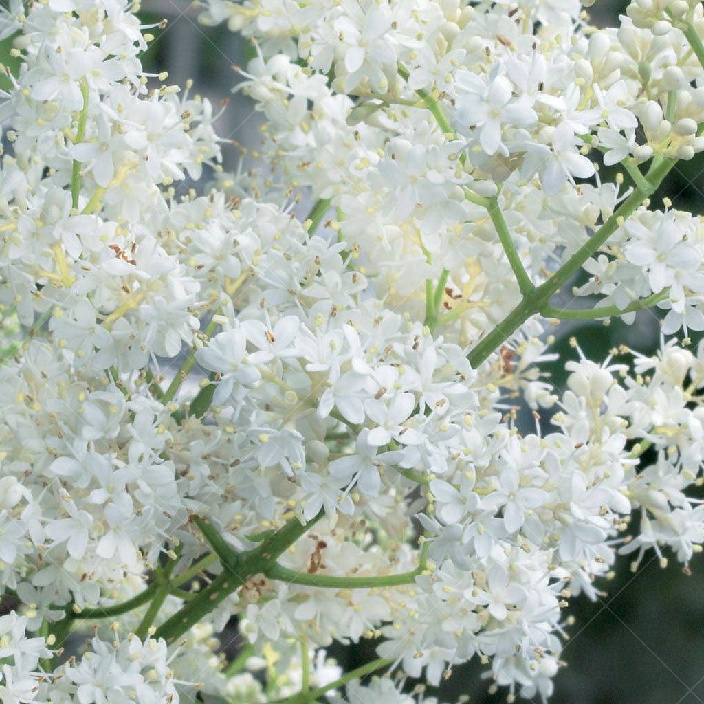 Ivory Silk® Japanese Tree Lilac