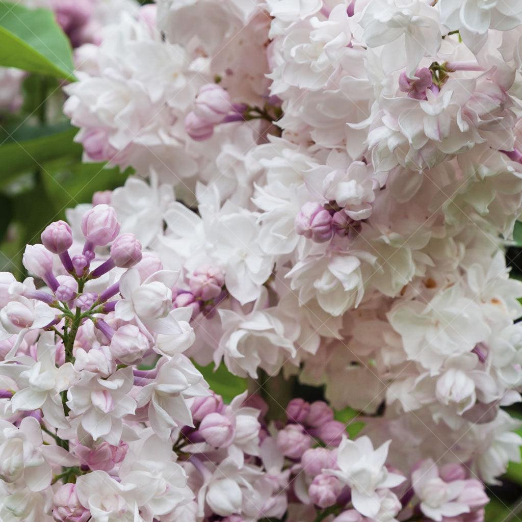 Beauty Of Moscow Common Lilac