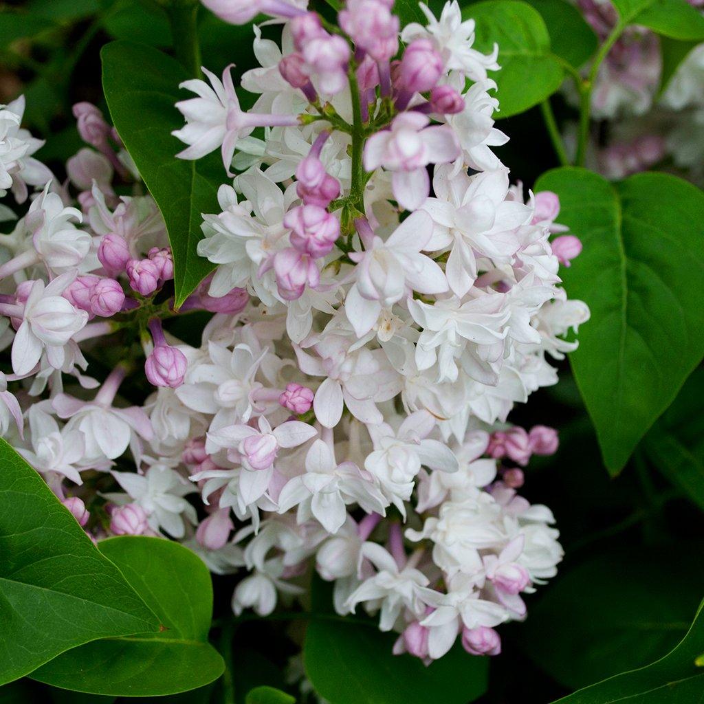 Beauty of Moscow Common Lilac  # 3 Container