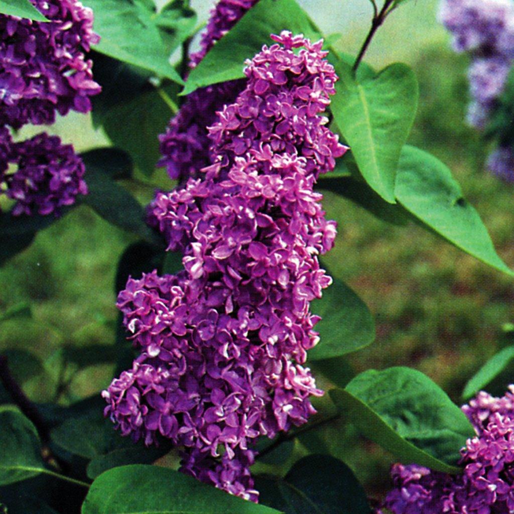 Charles Joly Common Lilac  # 3 Container