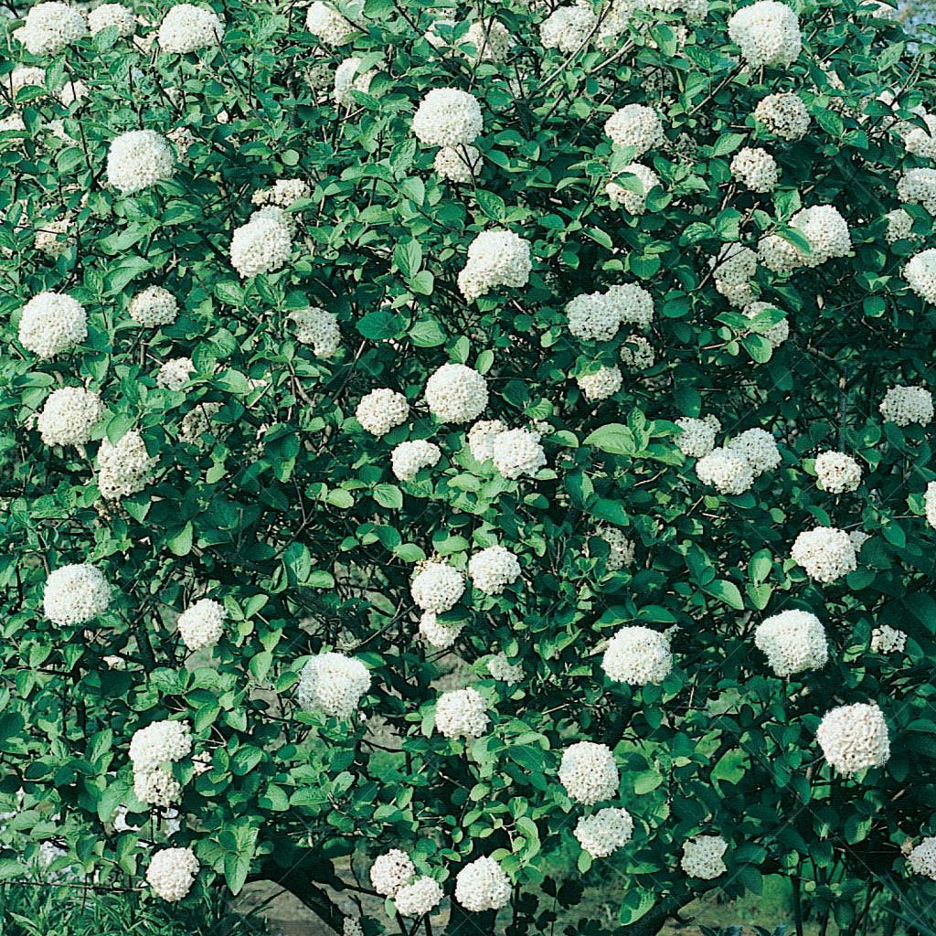 Fragrant Snowball Viburnum
