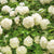 European Snowball European Cranberrybush Viburnum