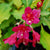 Sonic Bloom® Ghost® Old Fashioned Weigela # 2 PW Cont