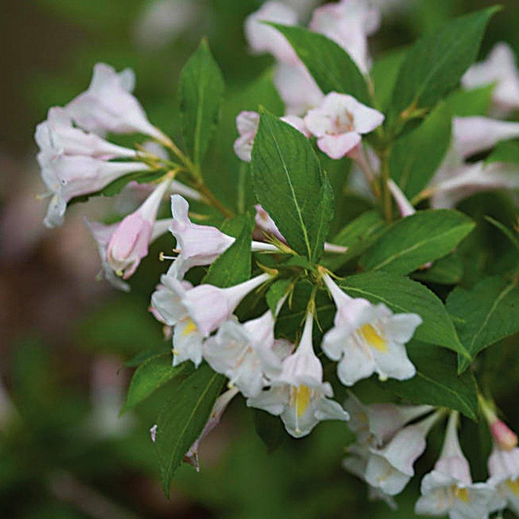 Sonic Bloom® Pearl Reblooming Weigela PW® # 2 PW Cont