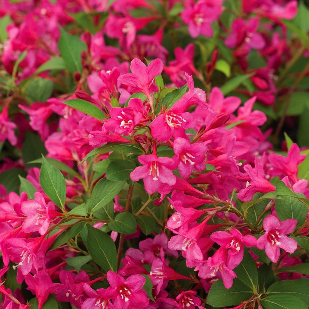 Sonic Bloom® Pink Reblooming Weigela PW® # 2 PW Cont