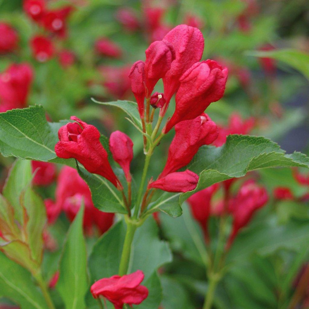 Sonic Bloom® Red Reblooming Weigela PW® # 2 PW Cont