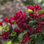 Maroon Swoon? Weigela  # 2 BE Cont