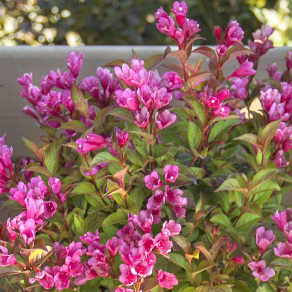 Strobe Weigela  # 2 BE Cont