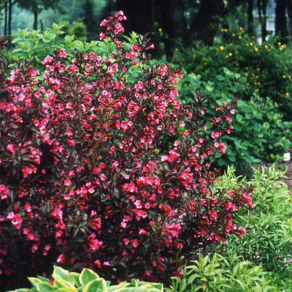 Wine &amp; Roses® Weigela Pw®  # 2 PW Cont