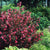 Wine & Roses® Weigela Pw®  # 2 PW Cont