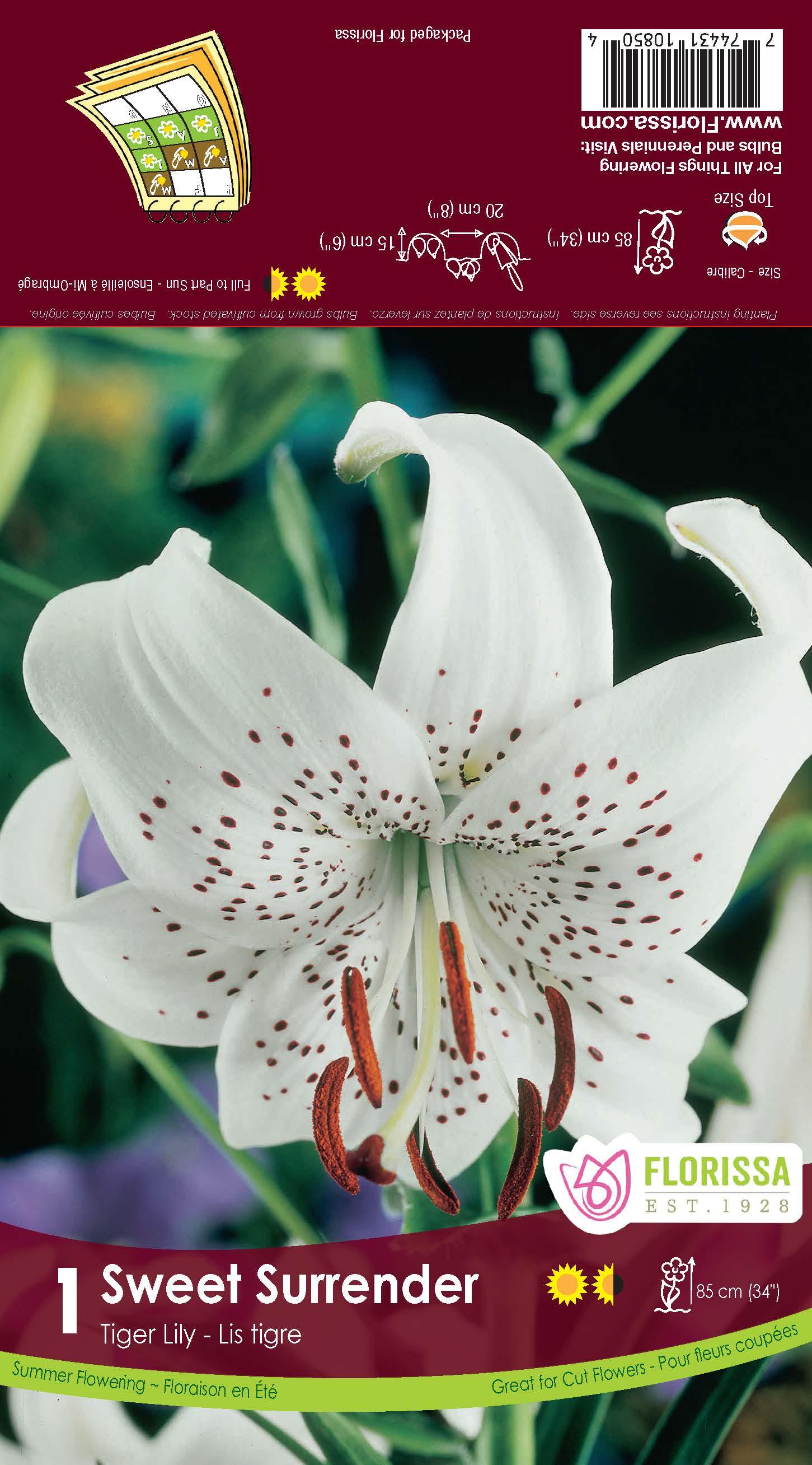 white twinkle tiger lily Lilium Tig Sweet Surrender 1/PK