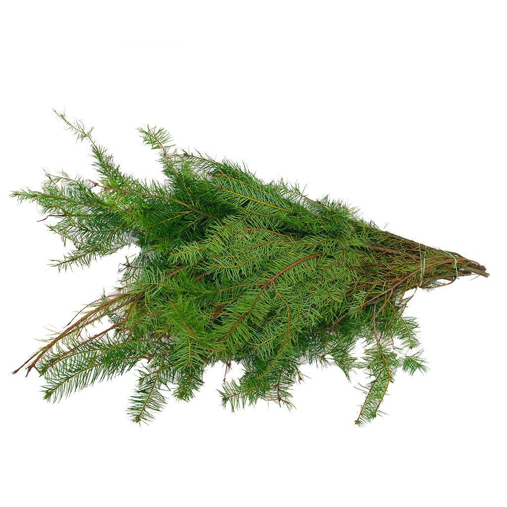A beautiful addition to your outdoor decoration that encapsulates the charm of nature. This carefully curated 3lb bundle of Douglas Fir boughs offers endless creative possibilities for your outdoor decorating projects.