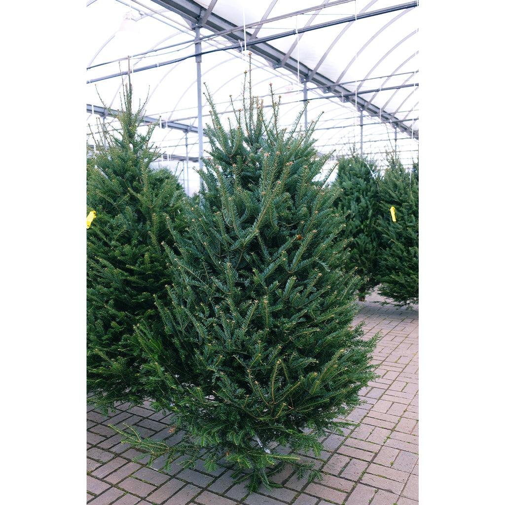 5' Fraser Fir - Fresh Cut Tree - Premium