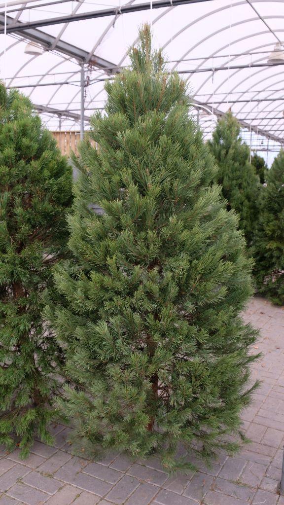 Scots Pine Fresh Cut Christmas Tree