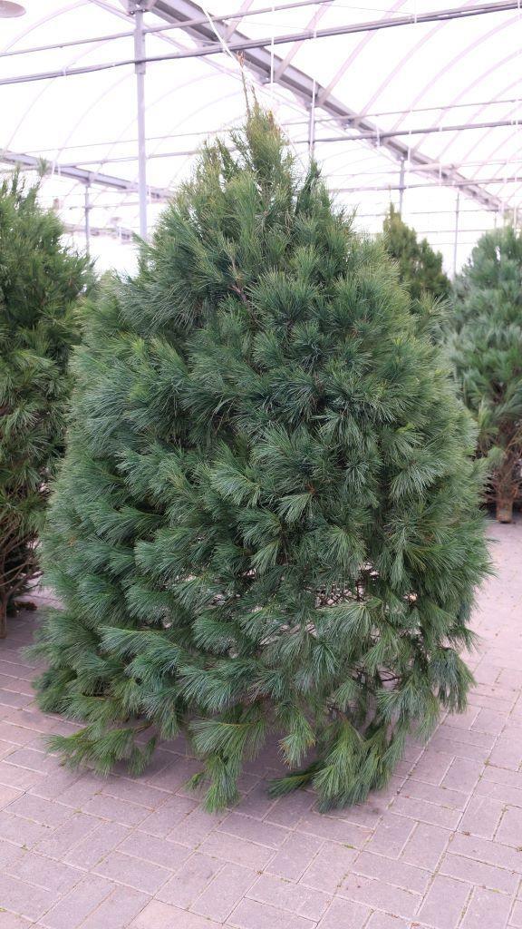 White Pine Fresh Cut Christmas Tree