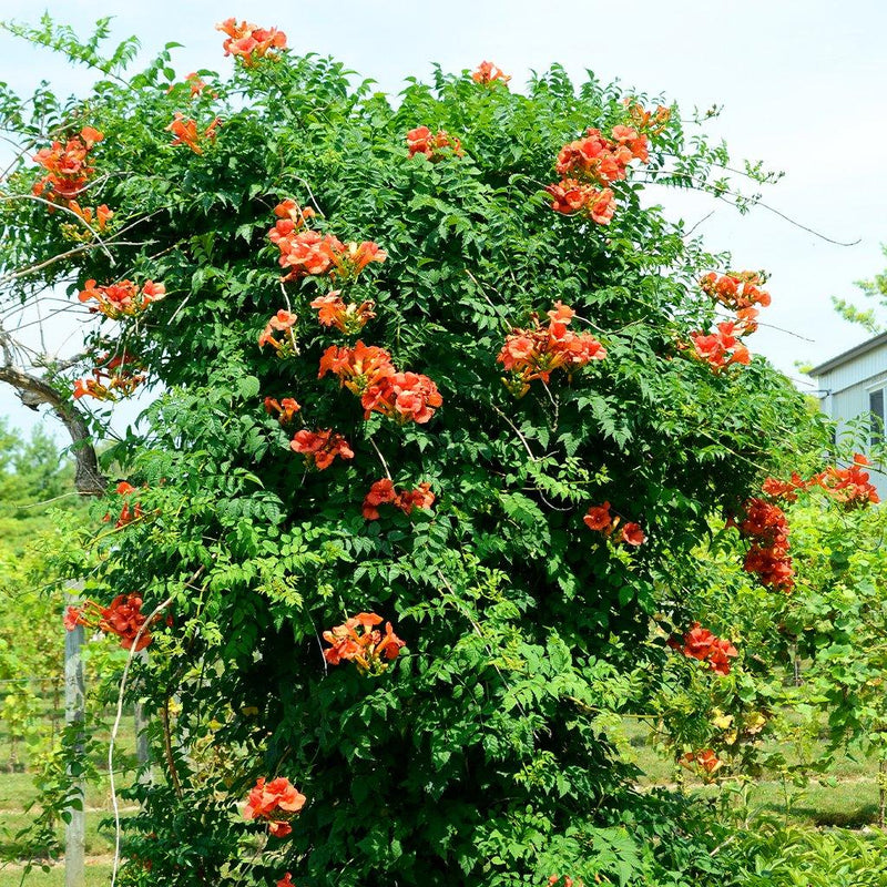 Indian Summer Trumpet Vine Sheridan Nurseries Online