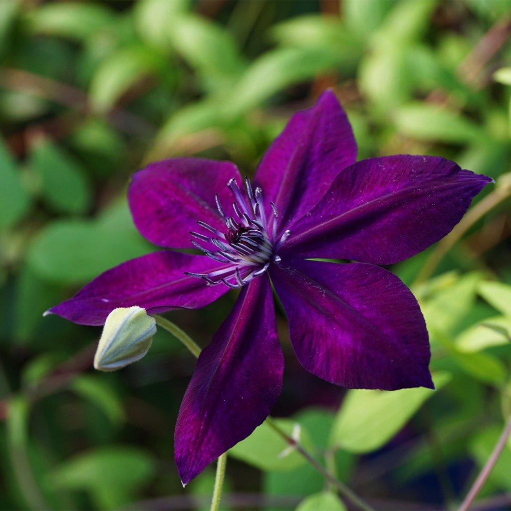 Amethyst Beauty Clematis RE  # 1 Container