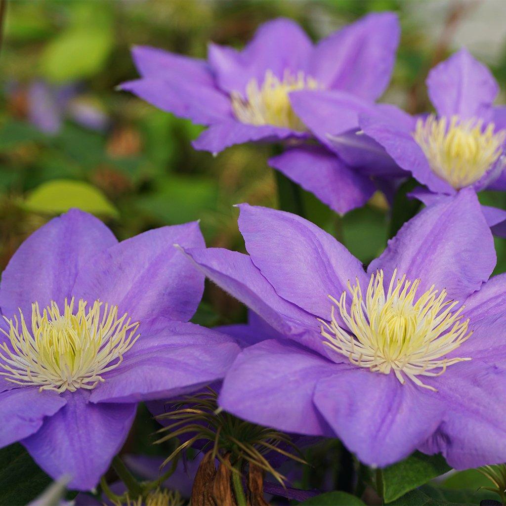 Cezanne Clematis RE  # 1 Container