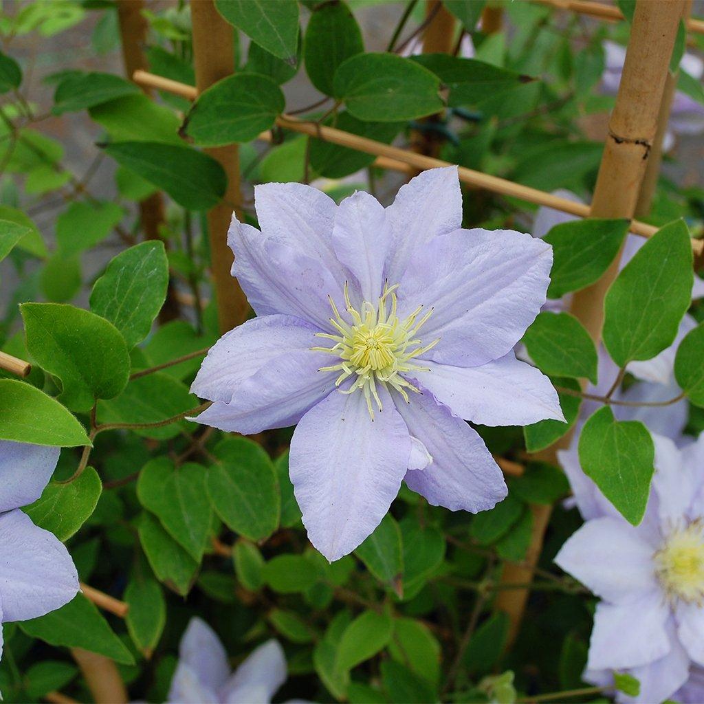 Chelsea Clematis RE  # 1 Container