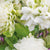A beauty tailored for zones 5-9, this clematis blooms stunning pure white flowers while being extremely easy to care for. Flourishing in moist, well-drained soils under the nurturing sun or gentle part shade, it effortlessly embraces its surroundings. This hardy plant, reaching a gracious height of 240cm to 360cm, showcases resilience against deer while enchanting butterflies and hummingbirds to dance in its presence. 