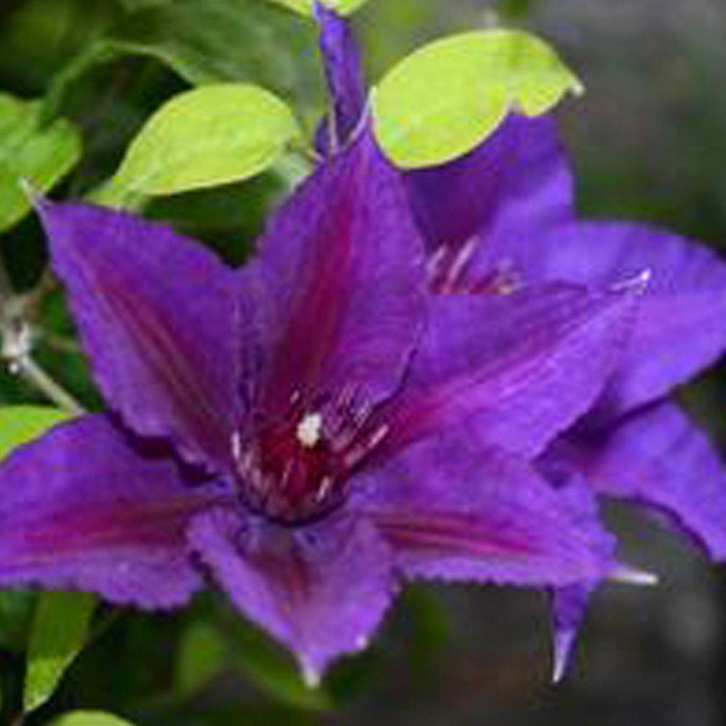 Edda? Clematis RE  # 1 CG