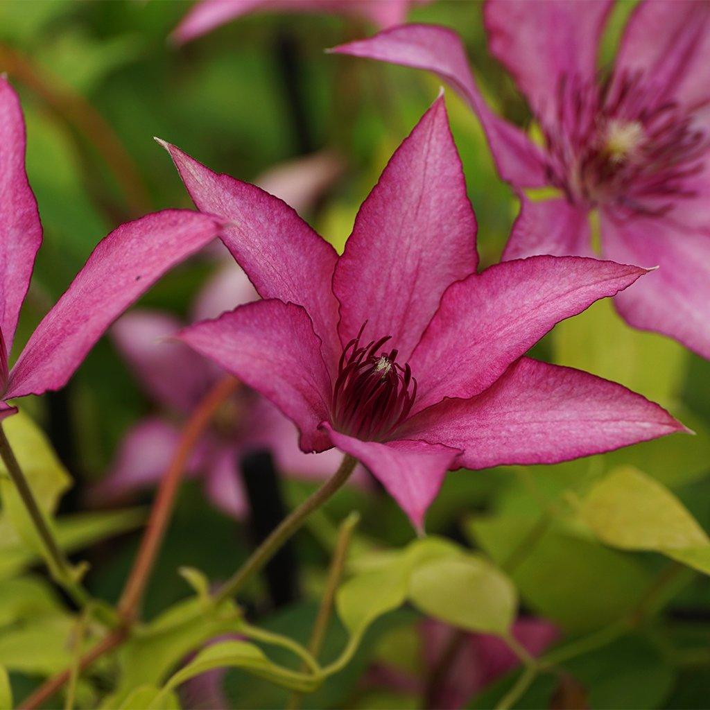 Giselle Clematis RE  # 1 Container