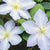 Ice Blue® Clematis