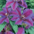 Suitable for zones 4 to 8, this clematis flourishes under full sun to partial shade and gracefully grows to 180cm to 270cm, offering vertical interest into any landscape. With its remarkable growth and tolerance to deer and rabbits, it attracts pollinators such as butterflies and hummingbirds. This variety is known to climb trellises, wall-side borders, walls, and fences. 