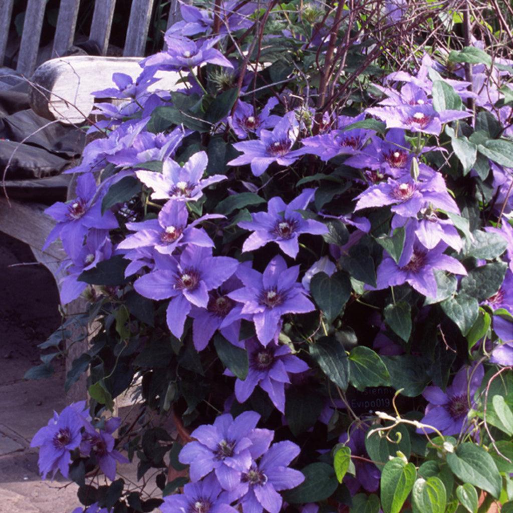 Parisienne™ Clematis