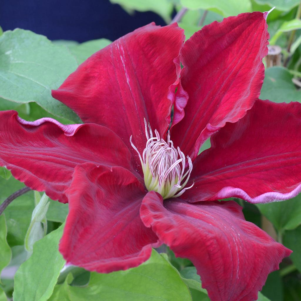 Flourishing ideally in zones 5-10 this clematis variety is known as one of the most remarkable red clematis cultivars. Reaching a height of 180cm - 240cm, this low-maintenance wonder proves resilient against deer and rabbits while beckoning the presence of butterflies and hummingbirds. Producing an abundance of large velvety red flowers, it thrives in well-drained, moist soils, and full sun. 