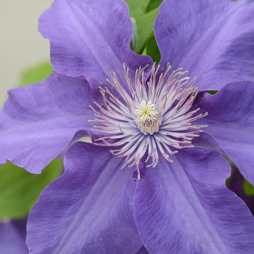 Sacha Clematis RE  # 1 Container
