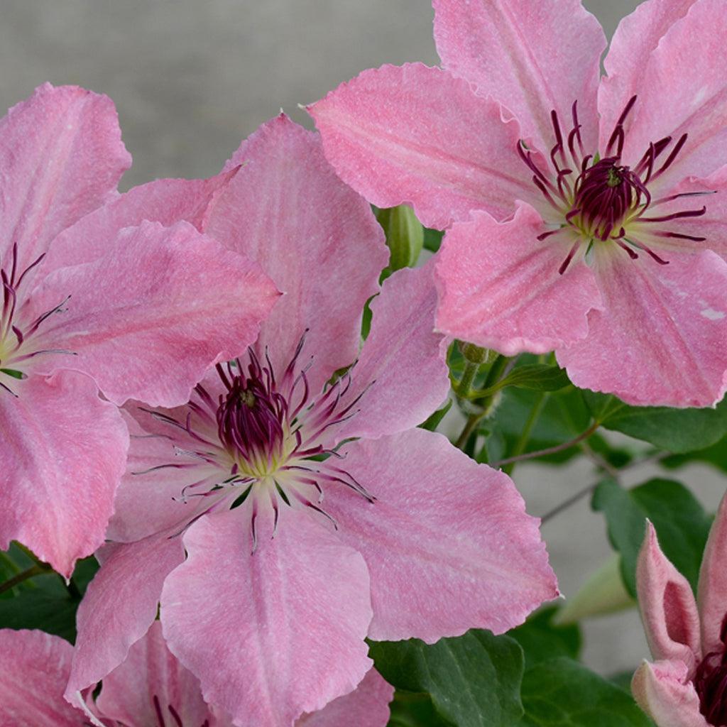 Sarah Elizabeth Clematis RE  # 1 Container