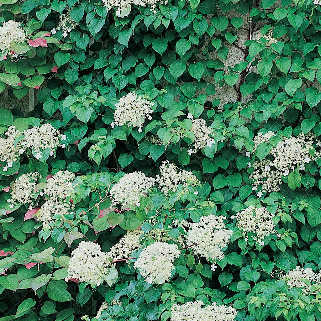 Introducing the graceful Climbing Hydrangea, a vertical masterpiece that matures to a towering height of 30-50 feet and spans 5-6 feet wide. Thriving in the embrace of full to partial shade, it bursts into bloom during the enchanting seasons of spring and summer. Perfectly suited for zones 5-9, this climber embodies natural elegance and offers a striking presence in your outdoor space. 