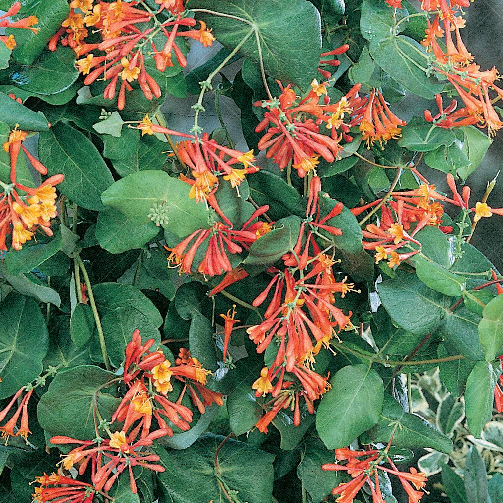 Introducing the stunning Dropmore Scarlet Honeysuckle, a versatile marvel spanning zones 4 to 10. Rising gracefully to a height of 8-12 ft tall and spanning 6 ft. wide, it becomes a statement piece in your garden. Flourishing in partial shade, this honeysuckle thrives best in fertile, moist, well-draining soil, requiring minimal maintenance while standing resilient against pests and diseases. A fantastic choice for adorning walls, fences, trellises, and pergolas.