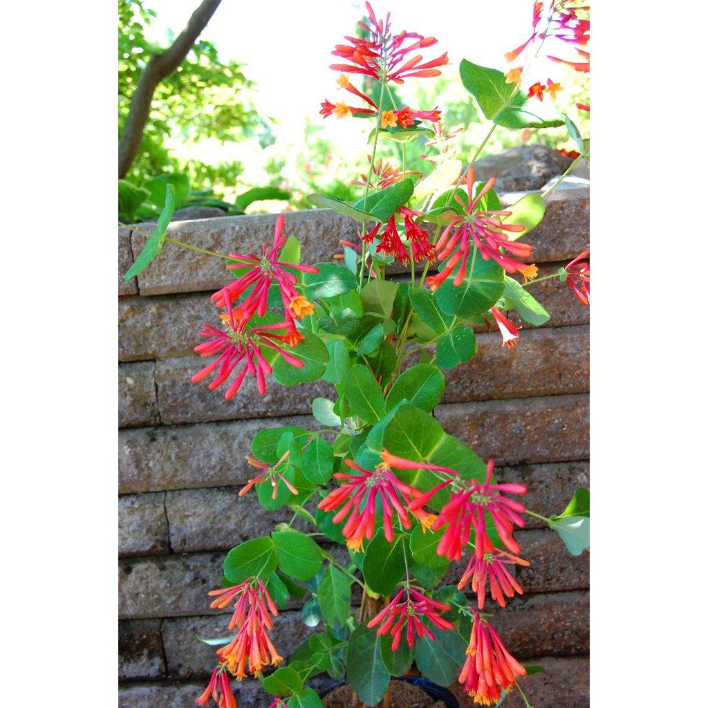 Meet the captivating Goldflame Honeysuckle, thriving in full sun to partial shade. This versatile beauty attracts birds, butterflies, and hummingbirds, making it a charming addition to climbing or wall cover. Its fragrant allure and low-maintenance nature enhance your garden's appeal. Flourishing in zones 6 to 10, it spans 90cm to 180cm, and its deer and pest resistance ensures worry-free enjoyment. 