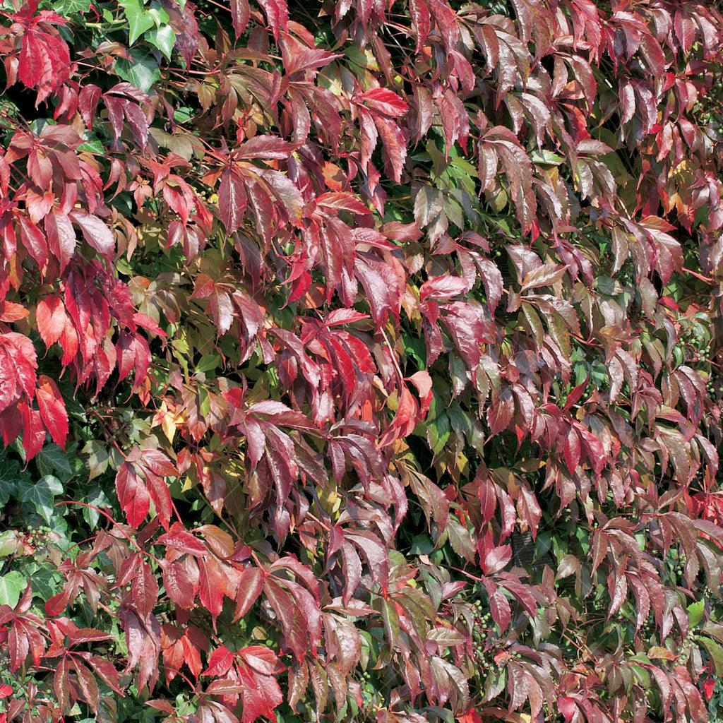 Introducing Engelman&#39;s Virginia Creeper, a masterpiece of autumn beauty that requires minimal care. Its self-clinging nature adds to its charm, thriving effortlessly in zones 4 to 10. With a mature spread of 2-3 feet and a height reaching 30-50 feet, it grows rapidly, becoming a haven for pollinators. Witness the stunning fall transformation and enjoy its ornamental fruit during the summer.