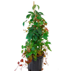 can i plant boston ivy in a pot Boston Ivy # 1 Container