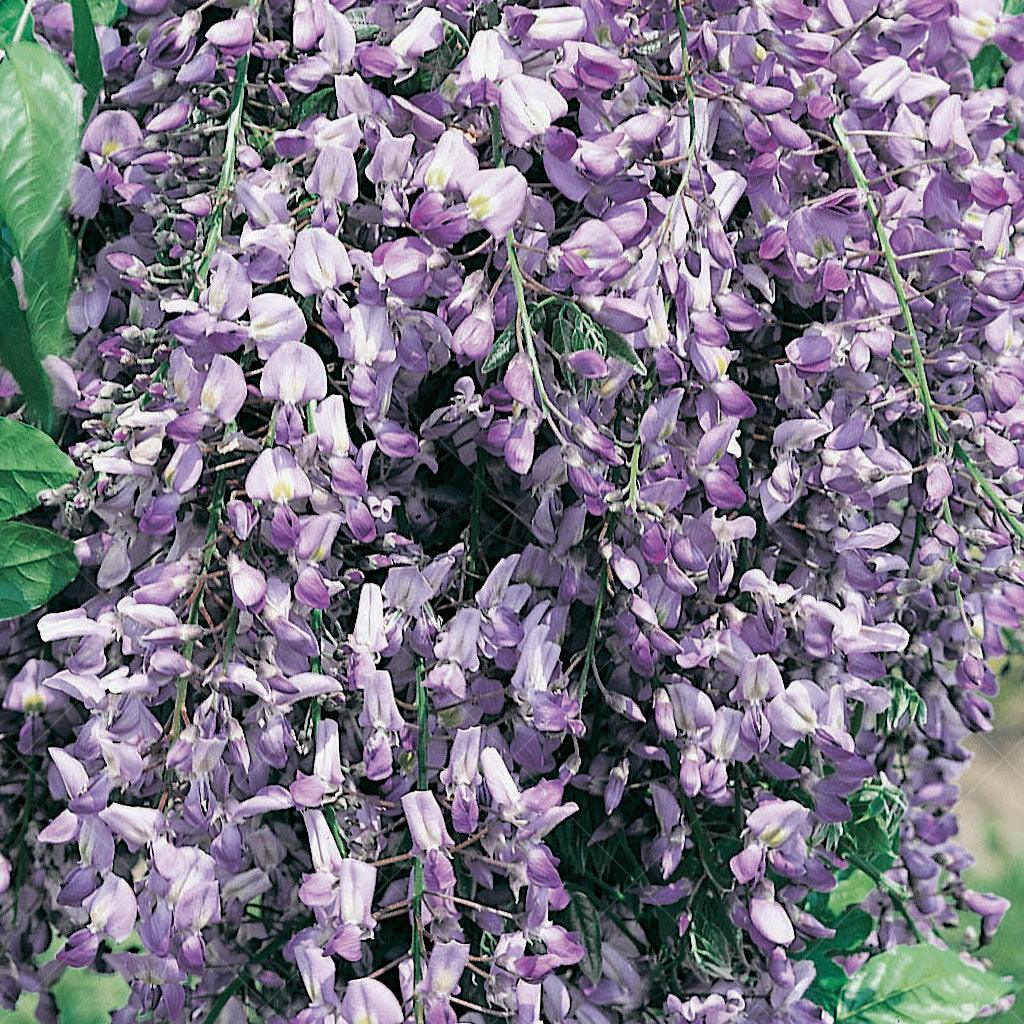 Introducing the enchanting Domino Wisteria, a captivating addition that thrives in zones 6-10. Flourishing under the embrace of full sun to partial sun, this wisteria boasts impressive resilience, standing strong against both deer and drought conditions. Its magnetic charm extends to butterflies, inviting them to dance among its blossoms. With its versatile nature, the Domino Wisteria can elegantly grace walls, arbors, pergolas, trellises, and fences. 