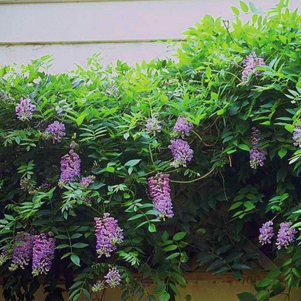 Wisteria - Sheridan Nurseries