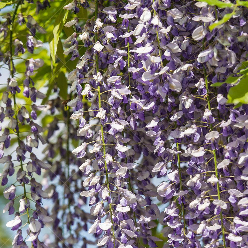 Introducing the Prolific Chinese Wisteria, a stunning addition to any garden, suited for zones 6 to 10. Flourishing in full to partial sun, this remarkable plant reaches a height of 10 inches to 30 inches, offering a compact yet captivating presence. Flowers from late spring to early summer and blooms repeatedly throughout the warm summer months. Beyond its beauty, this wisteria stands strong against deer, while also being a magnet for butterflies. 